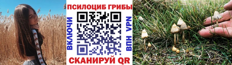 Купить где  Камызяк  Псилоцибиновые грибы Psilocybe 